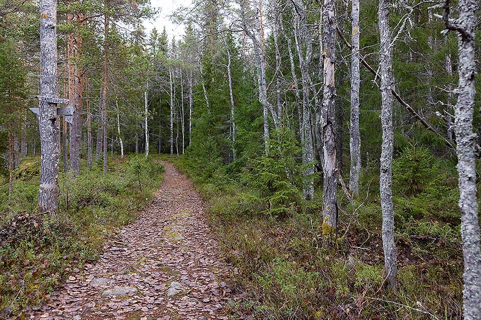 En bred stig som leder genom en skog med både barr- och lövträd i olika åldrar