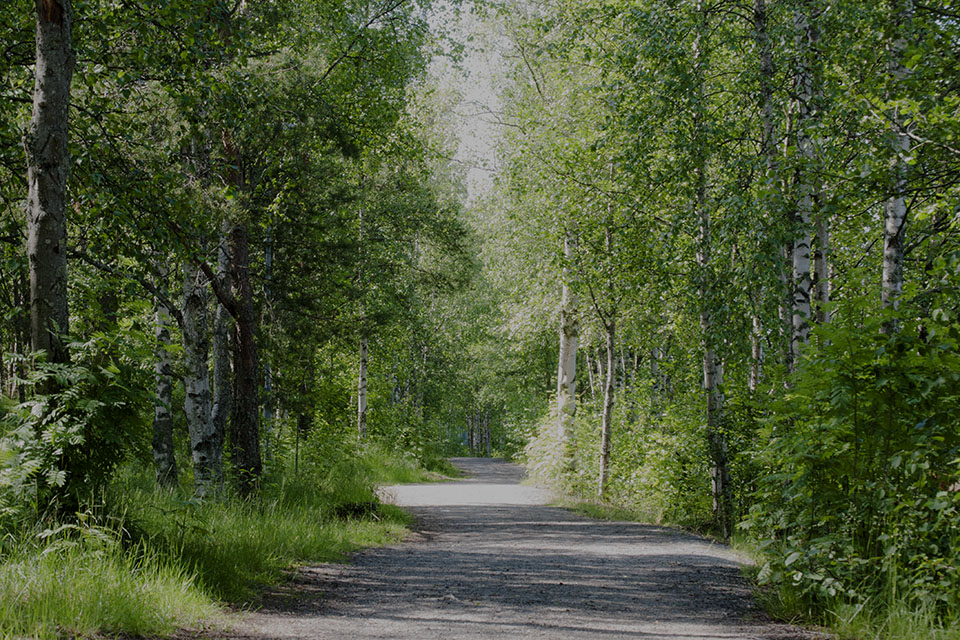En grusväg som går genom en björkskog.