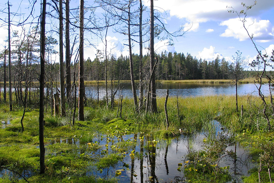 Kärret i Grössjöns naturreservat.