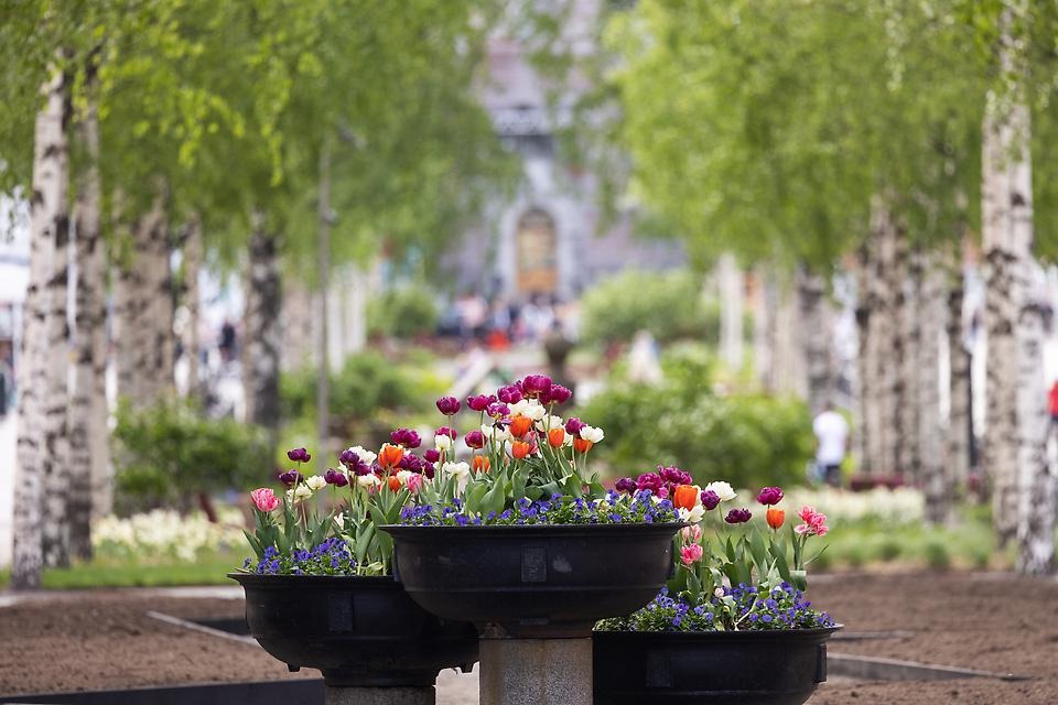 Blomsterarrangemang i tre stora svarta urnor med färgglada sommarblommor.