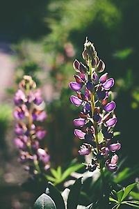 Blomsterlupin