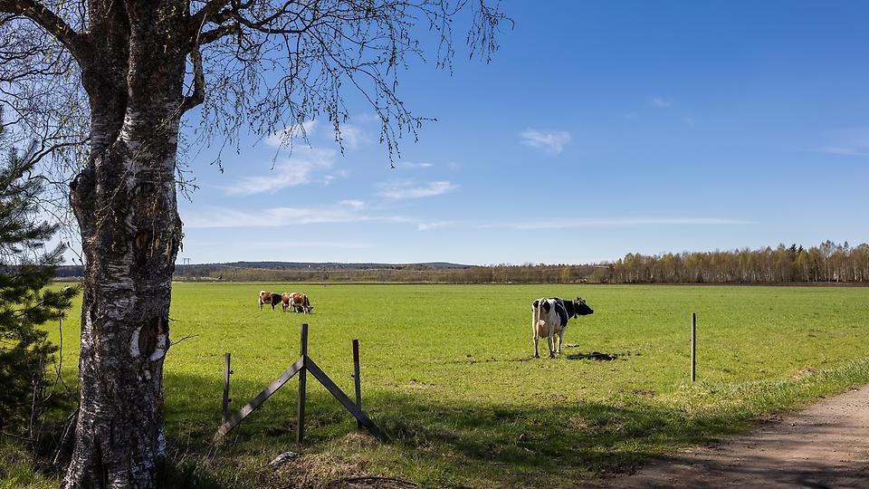Ange alt-text; vad bilder föreställer.