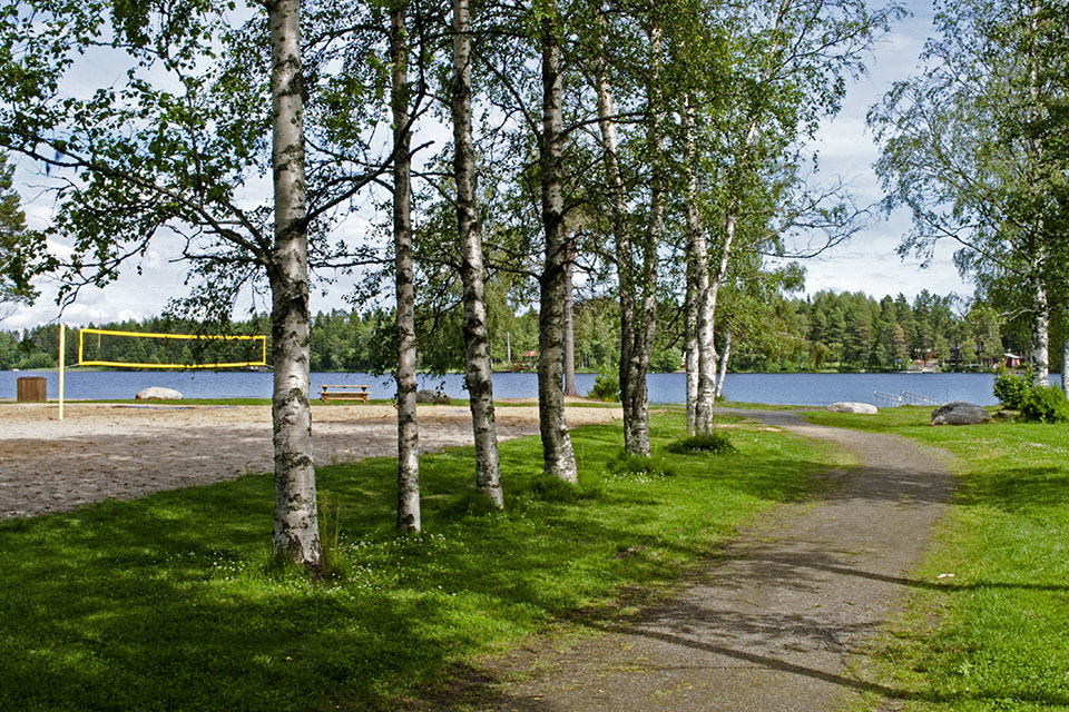 En grusväg kantad av björkar som leder till sjön.