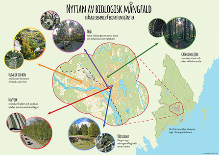 Grafik som visar på biologisk månfald runt om i Umeå.