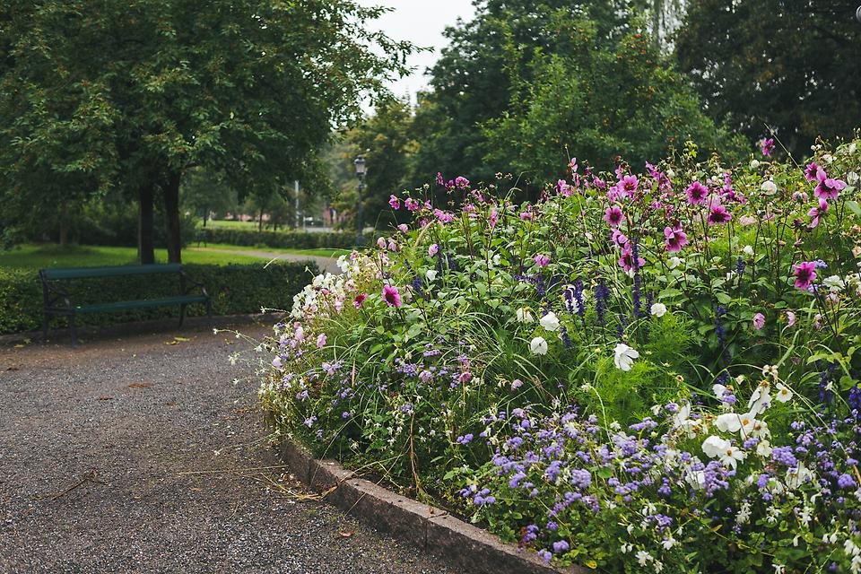 Sommarblommor i Döbelns park