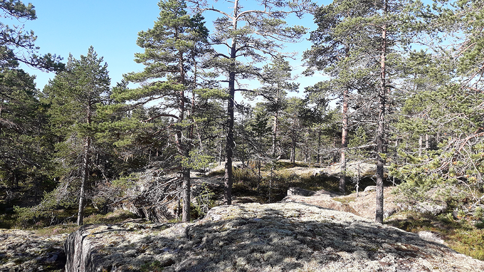 Hällmarksskog med tallar och berghällar