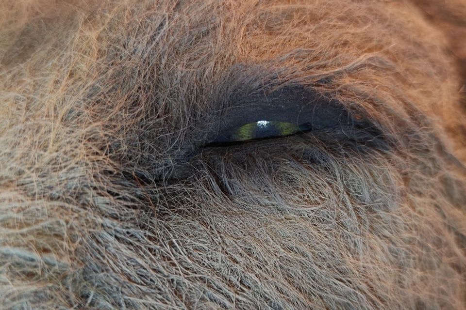 Detaljbild av ett djuröga