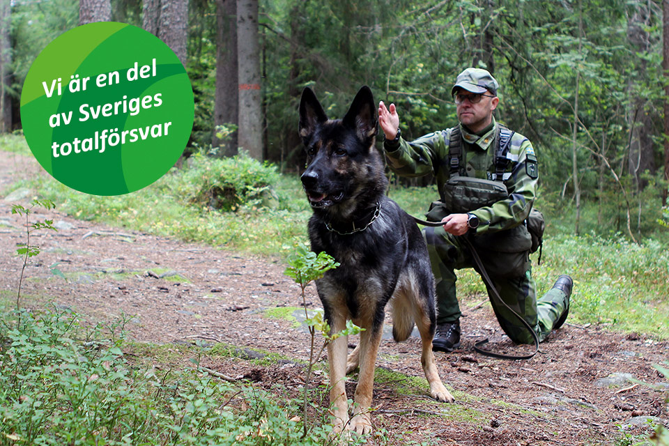 Tesla, patrullhund och Erik, hundförare, Hemvärnet, i arbete i skogen, i grönkålsodling, med text "Vi är en del av Sveriges totalförsvar".