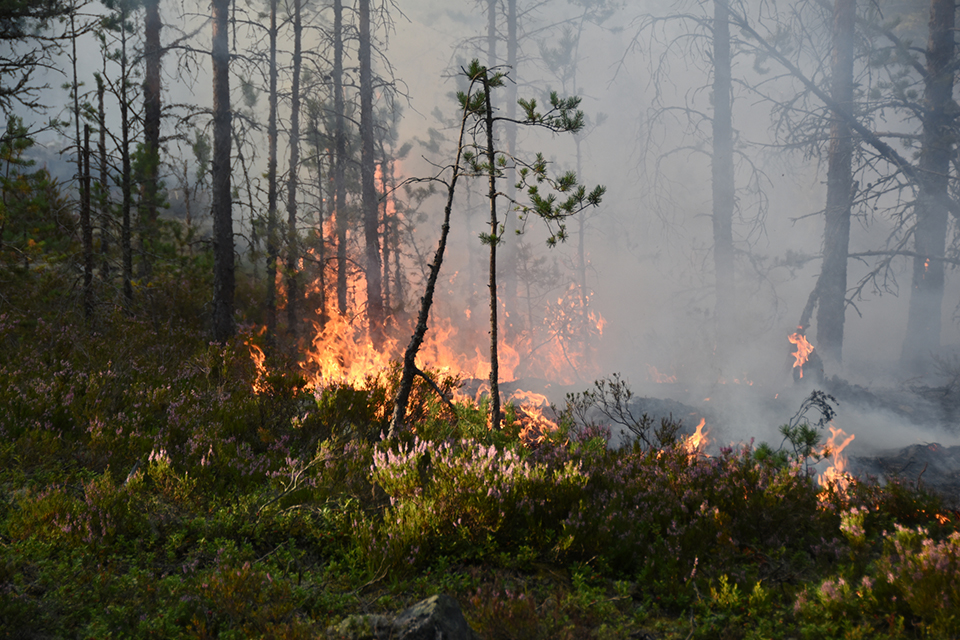 Eldslågor bland träd i skogsmark