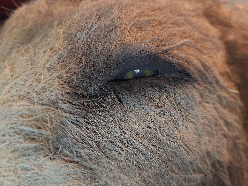 En närbild på ett lejons öga.