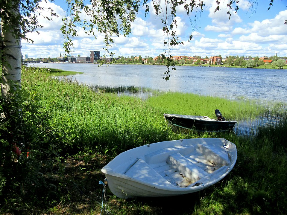 Roddbåtar vid Umeälven med Umeå centrum i bakgrunden.