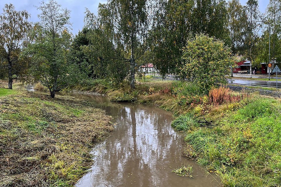 En å med brunt på vatten, med grönska på vardera sida och träd och grönska runtom. 