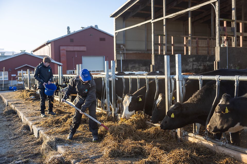 Ange alt-text; vad bilder föreställer.